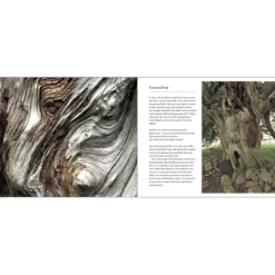 National Trust 50 Great Trees of the Hot