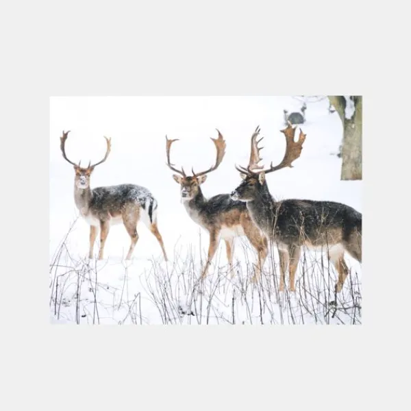 National Trust Photographic Christmas Cards Value Pack, Box of 30 Discount