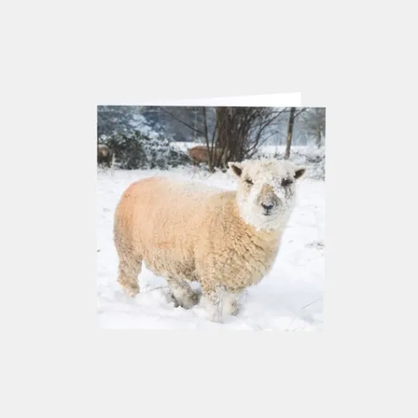 National Trust Photographic Christmas Cards Value Pack, Box of 30 Discount
