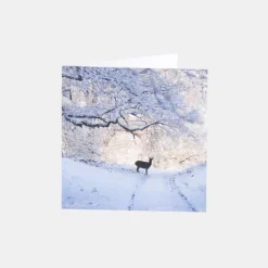 National Trust Photographic Christmas Cards Value Pack, Box of 30 Discount