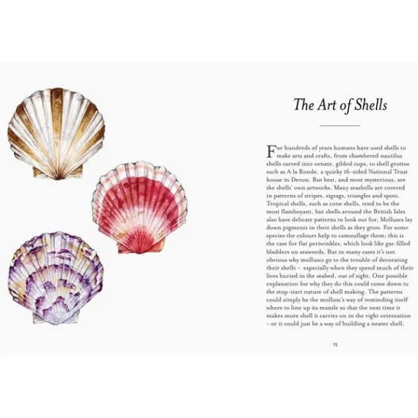 National Trust Shell Spotters Guide Clearance