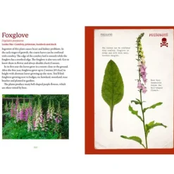 National Trust The First Time Forager Clearance