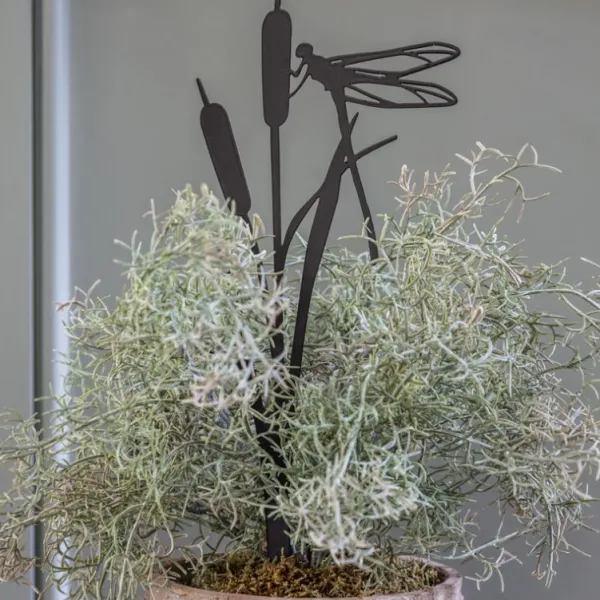 National Trust Pot Stem, Dragonfly on Rushes Clearance